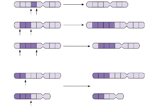 Identify the each of the alterations of chromosome structure.
