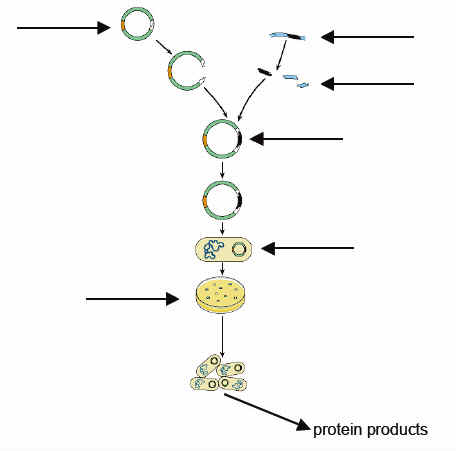 steps in cloning