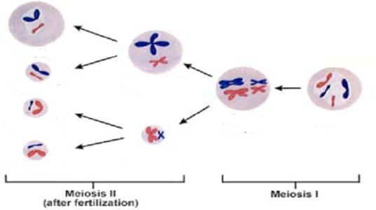 Meiosis Labeling