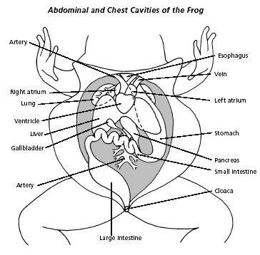 Bullfrog Internal Anatomy