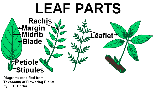 Leaf Reference Page