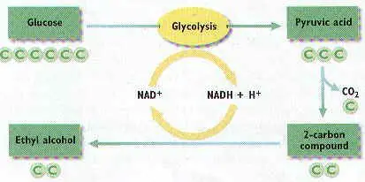 Alcoholic Fermentation Process