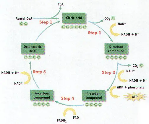 electron transport chain. Electron Transport Chain