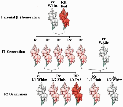 red hair trait
 on genetics notes bi