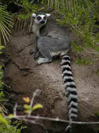 Ring Tailed Lemur Photograph