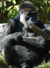 Gorilla Photograph