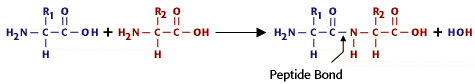 Diagram representing the above description