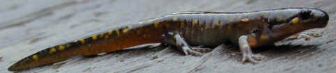 Spotted salamander photograph