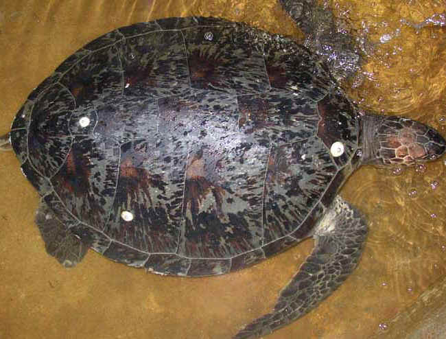 Green Turtle found on Guernsey 1/2003 (Photograph © by Richard Lord, Guernsey)