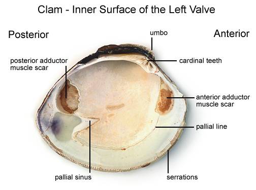 Clam Dissection - BIOLOGY JUNCTION