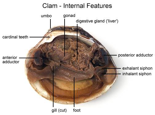 freshwater mussel anatomy