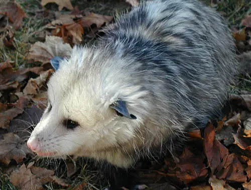 Dykiel.A.02.01.27.Opossum.jpg