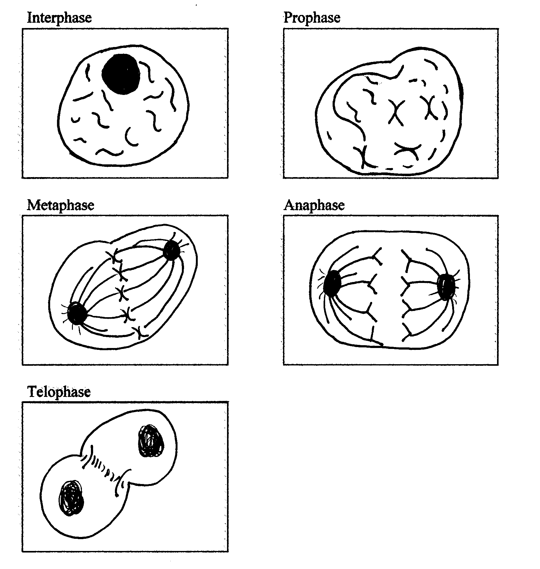 mitosis stages under microscope