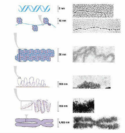 Reading Dna Packaging In Eukaryotes And Prokaryotes