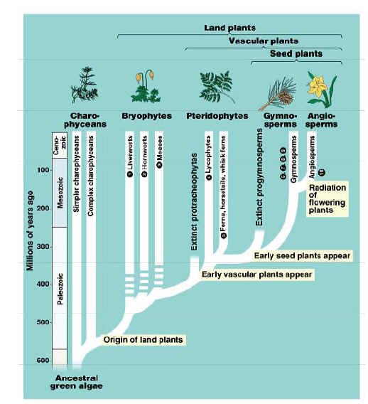 My Classroom Material – Page 94 – BIOLOGY JUNCTION