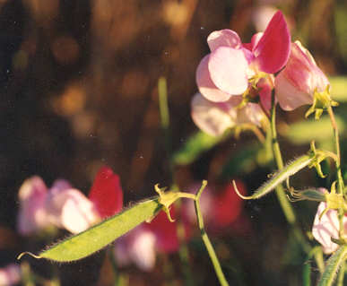 Picture of Pisum sativum