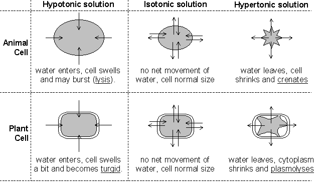 Effect of Solutions on Cells - BIOLOGY JUNCTION