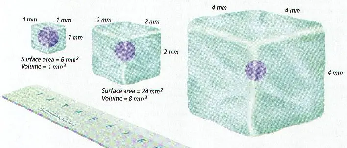 Максимальный размер клетки. Размеры клеток. Размер клетки человека в мм. Био клетки размер. Размер клетки человека в миллиметре.