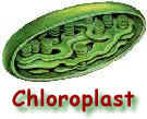 chlorophyll is found only in the chloroplasts