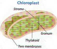 photosynthesis short note