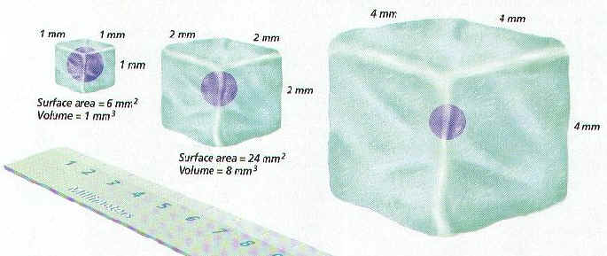 cell-size-biology-junction