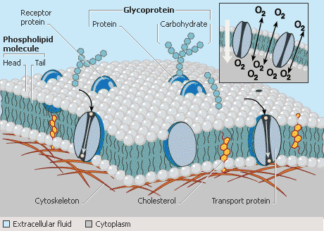 Cell Membrane Diagram - BIOLOGY JUNCTION