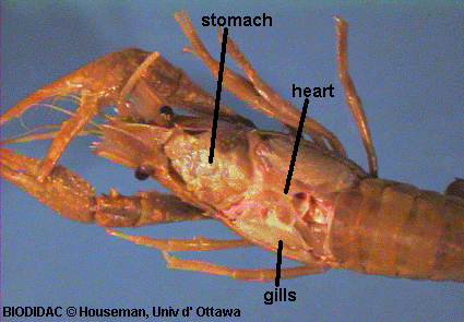 Crayfish dissection