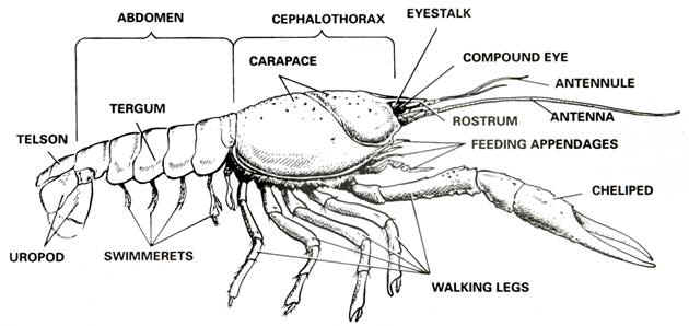 crayfish-dissection-biology-junction