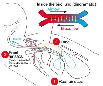Diagram of a bird's lung and air sac system, and countercurrent exchange