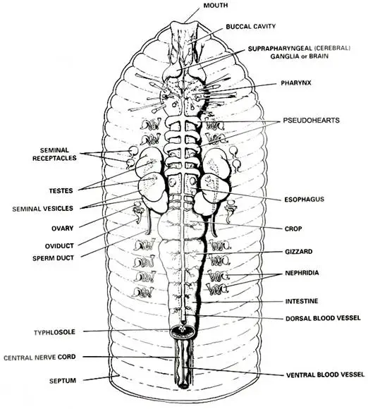 earthworm anatomy