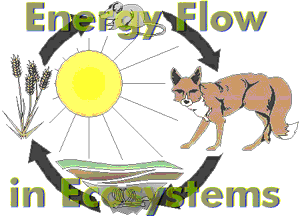 Energyflowinecosystemimage