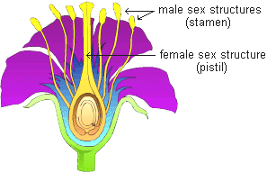drawing of a flower cross-section showing both male and female sexual structures