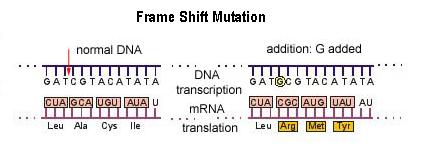Frame shift mutation