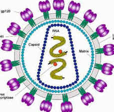 Organisation of the HIV-1 Virion