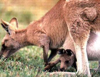 photograph of kangaroo and her joey