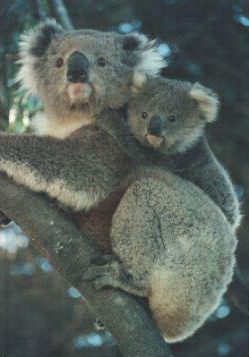 Koala and joey. Photograph © Mick Stevic.