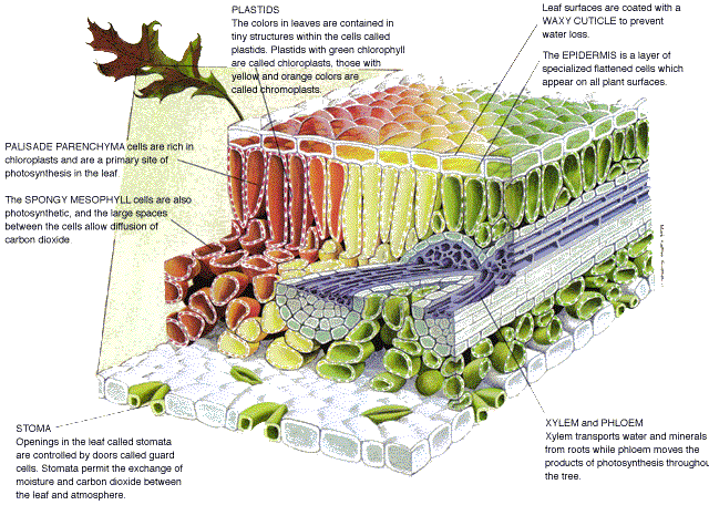 Leaf xs Labeled - BIOLOGY JUNCTION