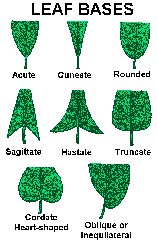 Leaf Reference Page