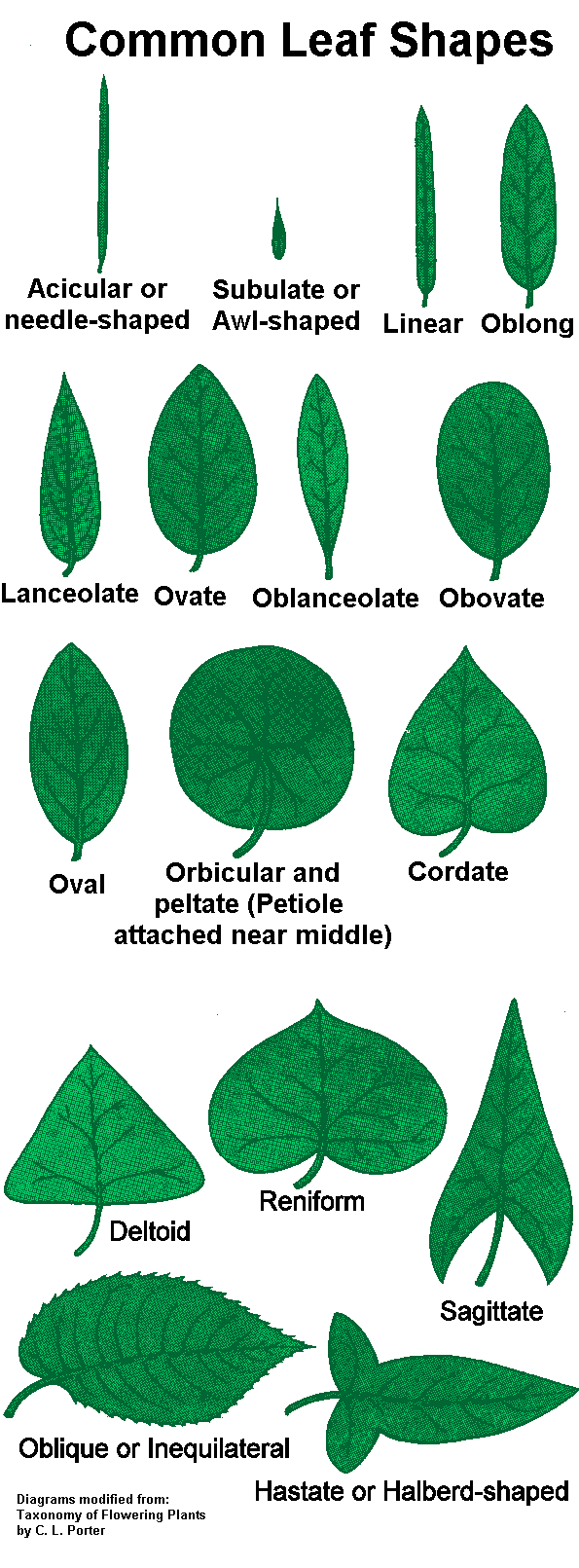 Leaf Reference Page