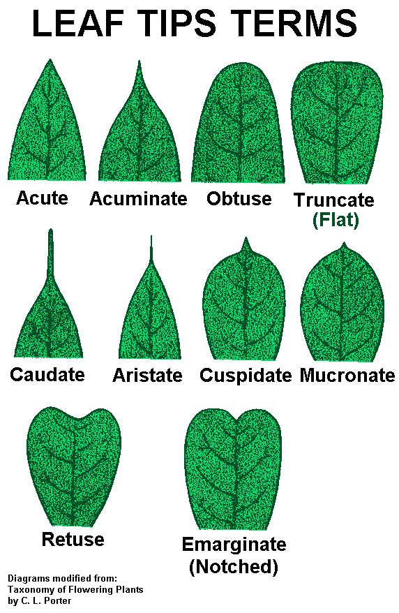 Leaf Reference Page