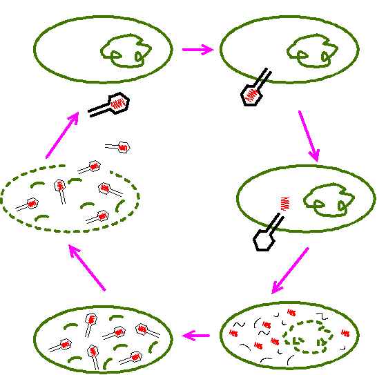 lysogenic cycle steps