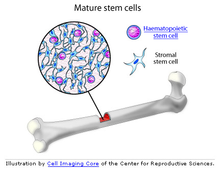 bone marrow stem cell graphic