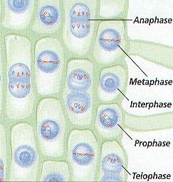 Interphase Prophase Metaphase Anaphase Telophase ...