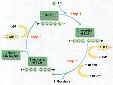 Quiz For Advanced Biology Photosynthesis - Quiz