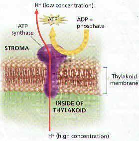 photosynthesis short note