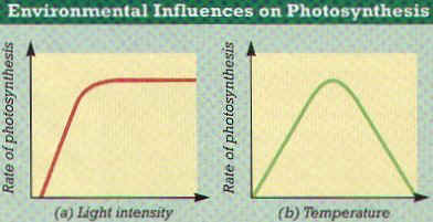 photosynthesis short note