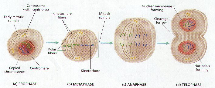 cell division notes