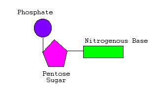 thymine nucleotide