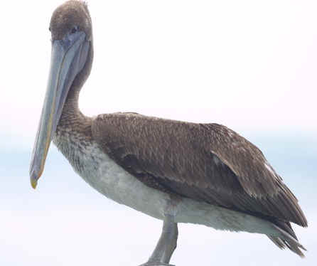 Pelican at Oranjestad waterfront