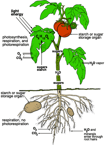 movements within plants